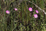 Bartram's rose gentian